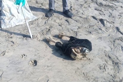 El hallazgo 'paniqueó' a más de uno.