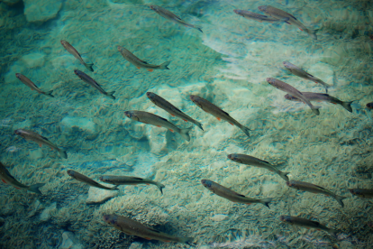 Comer peces pequeños enteros alarga la vida, según un estudio.