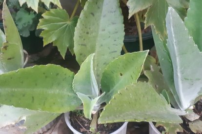 Dulcamara mejor conocida como la planta milagrosa.