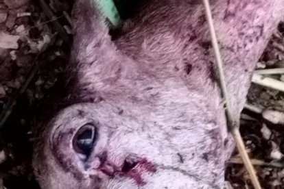 La mamá chivita tenía heridas en su cara y había sido asfixiada.