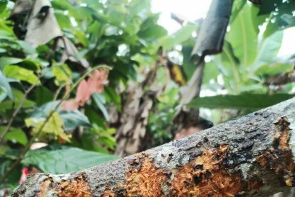 Los zarpazos también se veían en los troncos de árboles.
4. La bestia ataca al pescuezo.