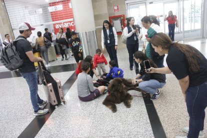 En el área de salidas nacionales, los canes no pasan desapercibidos.