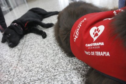 En el chaleco rojo se lee el cargo de Chewbacca: perro de terapia.