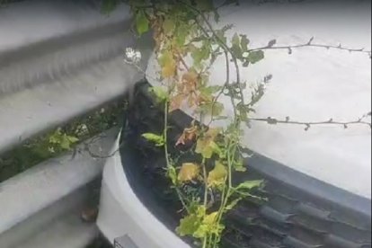 La víctima se desplazaba en un automotor blanco.