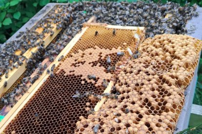 Las colonias rescatadas se encuentran en observación.