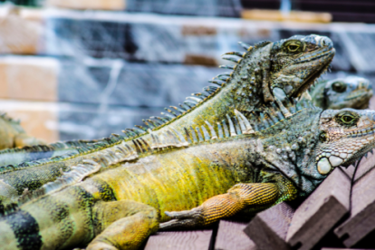 El parque de las Iguanas en Guayaquil es visitado por locales y extranjeros en estas fechas de festividades.