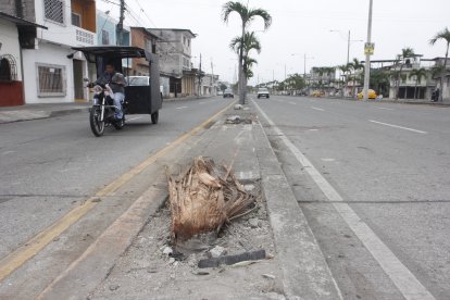 Los baleados derrumbaron palmeras de un parterre, al intentar escapar.