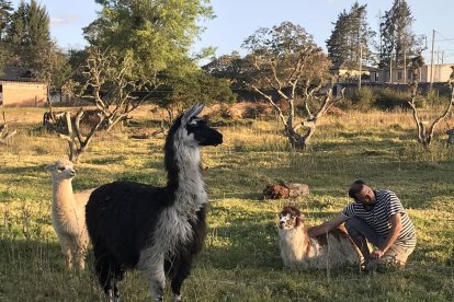 Tiene varias llamas y llamingos que cuida en una propiedad familiar de Puembo.