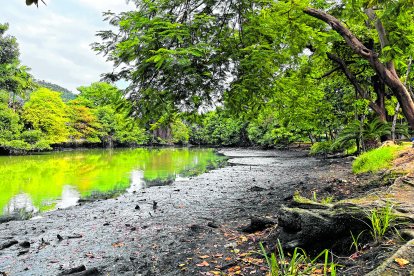 El olor del estero actualmente es putrefacto.