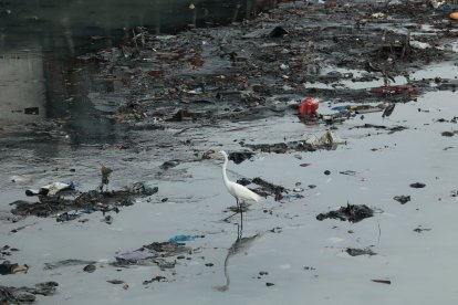 Una garza intenta encontrar comida en el lodo del estero. Allí solo hay basura.