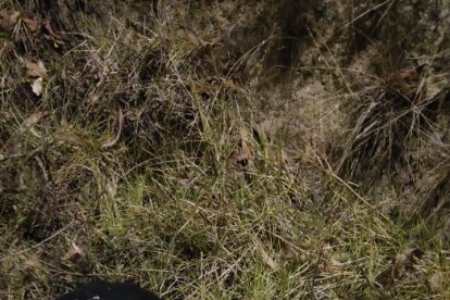 Los pillos utilizaban implementos tácticos para asaltar a sus víctimas.