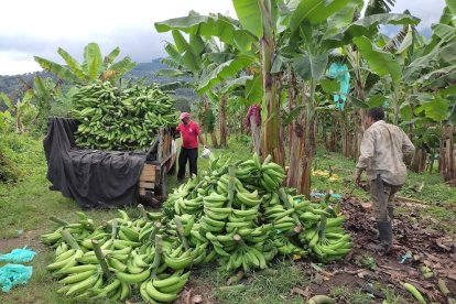 Referencial: El Carmen, en Manabí, es una zona de alta producción platanera.