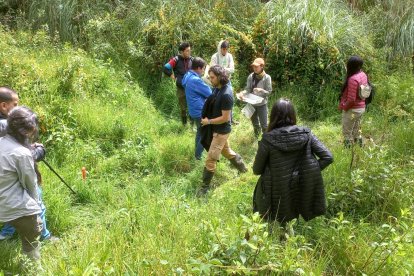 Se realizaron investigaciones en los sitios donde más prolifera la planta.