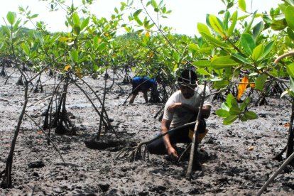 Concheros encontraron uno de los cuerpos, en un manglar.