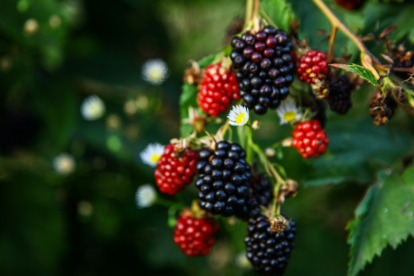 Las moras, excelente alimento.