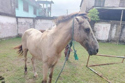 Los animales fueron recuperados y devueltos a los dueños.