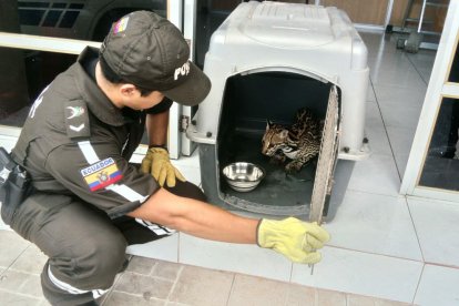Agentes policiales de la UPMA atienden estos casos.