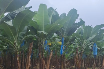En una guardarraya de la parroquia La Victoria, en Santa Rosa hallaron un cadáver.