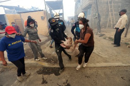Animales de granja y de compañía fueron evacuados de las viviendas afectadas.