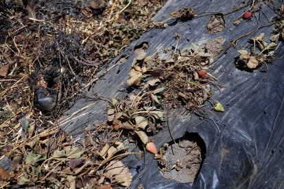Las plantas de frutillas quedaron totalmente destruidas