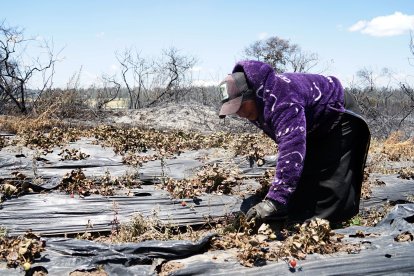 Mayra Lema arrendó una hectárea de terreno para hacerlo producir.
