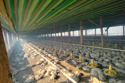 Una avícola enfrenta grandes pérdidas por la asfixia de 7.000 pollos.