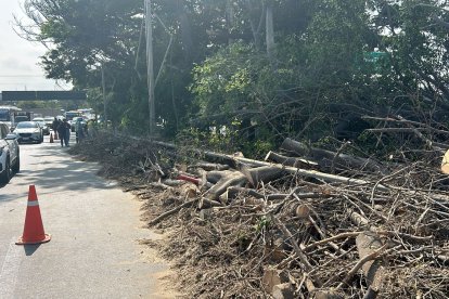 Personal del municipal continuaba trabajando en la remoción del árbol.