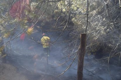 Las llamas avanzan destruyendo todo a su paso. Ayer afectó al bosque de pinos en las faldas del volcán Cotopaxi