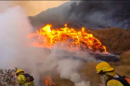 Varios animales han sido encontrados calcinados en el área afectada por las llamas.