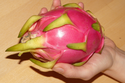 Pitahaya o fruta del dragón.