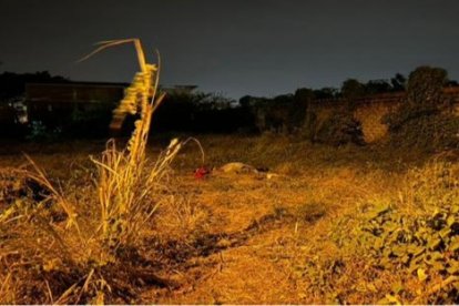 El cadáver fue encontrado entre la maleza.