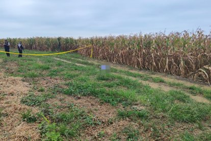 Así fue encontrado el joven, en un maizal.
