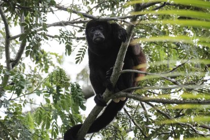 Un mono aullador.