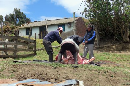 El animal fue sacrificado en casa de Baltazar.