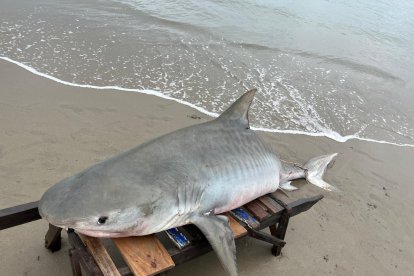 Dice que la especie es muy peligrosa.