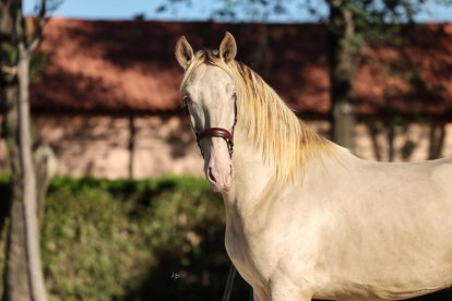 Un caballo exclusivo desde España Entre los atractivos más esperados.