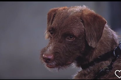 Grillo, perro de la novela Los García, en una de sus escenas.