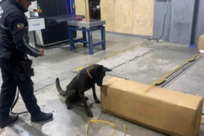 El can Porto dio aviso de las cajas de flores contaminadas con clorhidrato de cocaína.