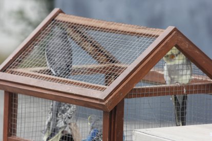 Cinco aves de fauna silvestre también fueron encontradas.