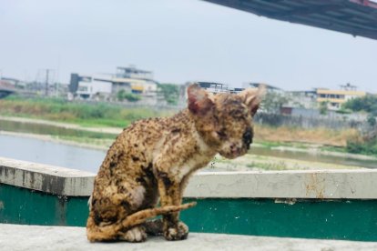 Así quedó el gatito tras pasar por las llamas.