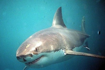 El avistamiento se dio cerca de las Islas Galápagos