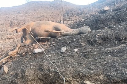 Animales ya perecieron en el incendio forestal.