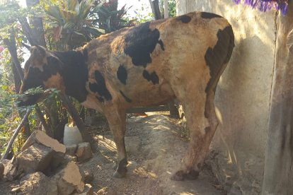 Algunos animales se resguardaron por los incendios.