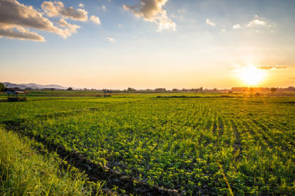 Referencial: el accidente laboral ocurrió en una finca.