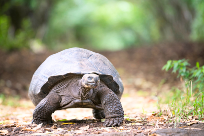 Ecuador se destaca internacionalmente por su fauna.
