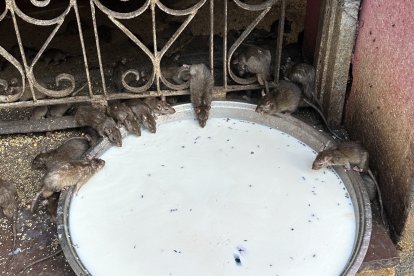 En la India, las ratas son consideradas sagradas y son veneradas.