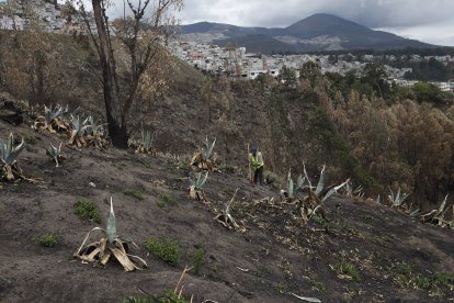 Solo en El Manantial se consumió una hectárea de bosque.