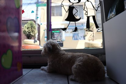 Bebé vigila por si acaso llegue un cliente nuevo o está alerta de algún intruso.