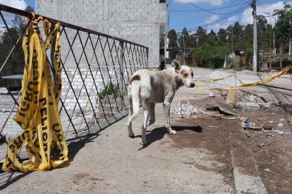 En el sector hay varios perros callejeros.