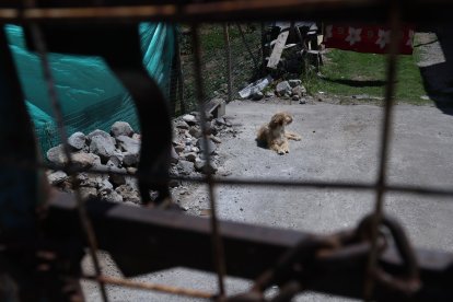 Algunos moradores han encerrado a sus mascotas por el temor de que los envenenen.